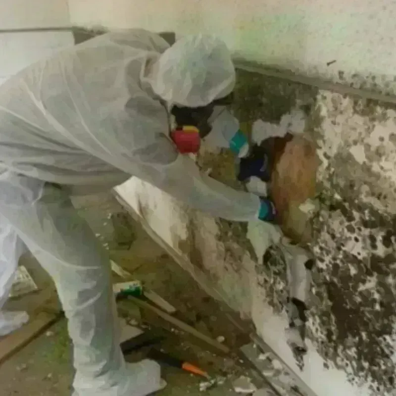 Mold Remediation and Removal in Nebraska City, NE